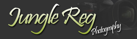 Junglereg